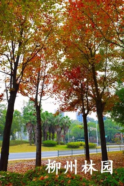 柳州市鹧鸪江桥南休闲绿地迎来最佳观赏期