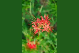 彼岸花开添秋色 “红色浪漫”醉游人图片