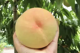 江阴人的最爱，成熟啦！价格很便宜图片