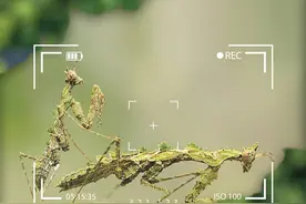 有声海报｜雨林动物会“说话”：海南角螳图片