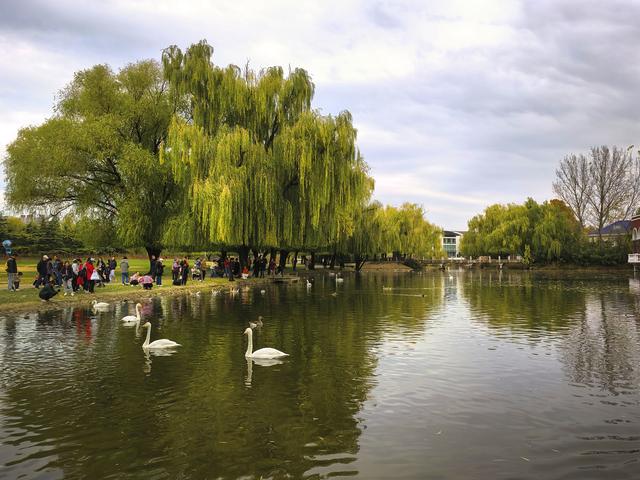 闯入秋日油画！紫玉公园红树林的天鹅舞会正在上演