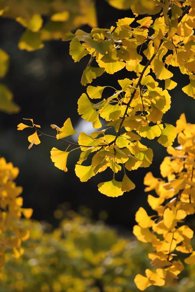 又是一年秋好处