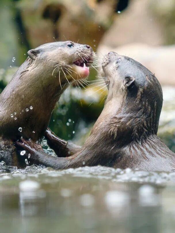 永川现实版“疯狂动物城”，比电影还上头！