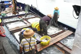 阳江闸坡：渔排鱼日均上市量近5万斤 价格小幅上涨图片