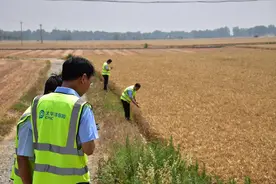 小麦农业保险为种粮农户撑起增收“保护伞”图片