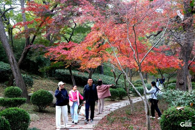 中山公园枫林涧：冬意渐浓，“枫”景上线！