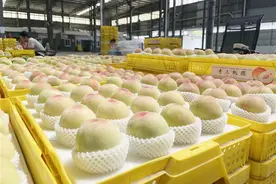 送货用上无人机 专机航线再升级 阳山水蜜桃“飞”起来了！图片