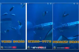 游客怒了！海洋馆花近千元看的鲸鲨竟是假鱼，假鲸鲨贵的也要千万元，专家：确实有难处图片