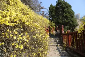 市北区：快来打卡迎春花瀑布，目测岛城这处新晋网红将成本周日顶流图片