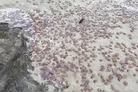 英国海滩出现数千只紫色毒水母 或因海水温度上升所致图片