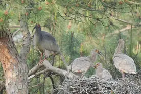 国际生物多样性日丨如何携手共建万物共生的美丽家园？图片