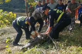 云南一长3米、重310斤鳄鱼咬破铁笼脱逃，特警开枪击毙！图片