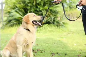 热闻|未牵绳金毛犬扑向孕妇致其流产，法院这样判图片