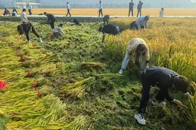 江南农商银行：爱心助农秋收忙图片