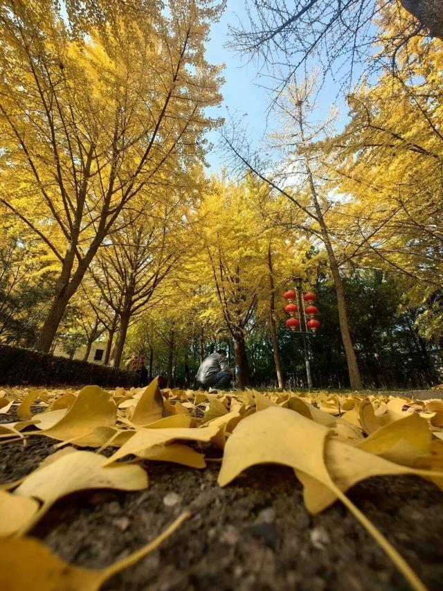 秋景“天花板”！北京这些银杏大道即将迎来最佳观赏期！