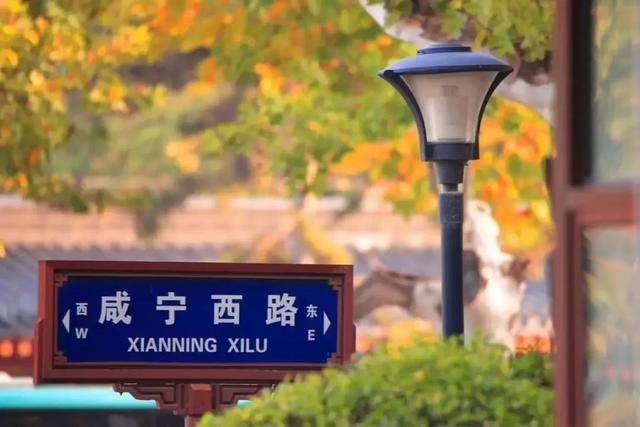 这几条林荫大道，藏着碑林动人的烟火与时光