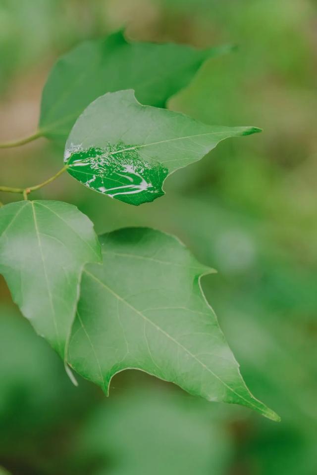 满屏清新！昆明的这个小众公园私藏了一片绿洲