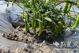 郧西羊尾镇：“辣”出幸福味 “椒”香飘四方图片