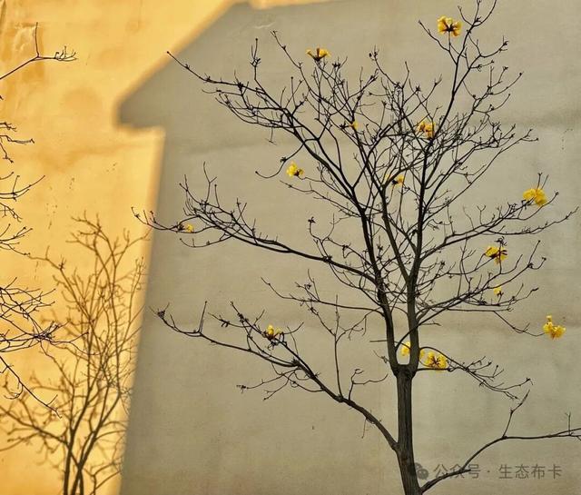 ​来东川拖布卡，赴一场繁花之约！