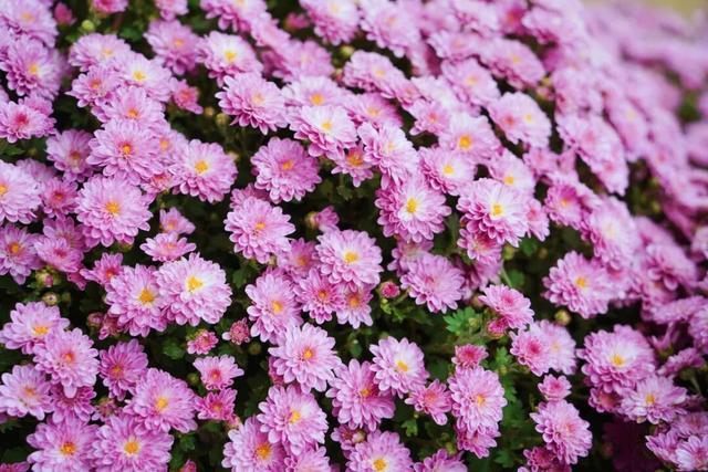 门票免费送！里水百亩花海上新！拍照遛娃圣地→