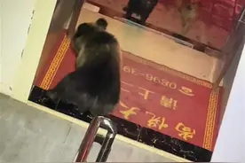 西藏驴友住酒店遇到野熊闯入觅食，当地人员：它们不会主动攻击人图片