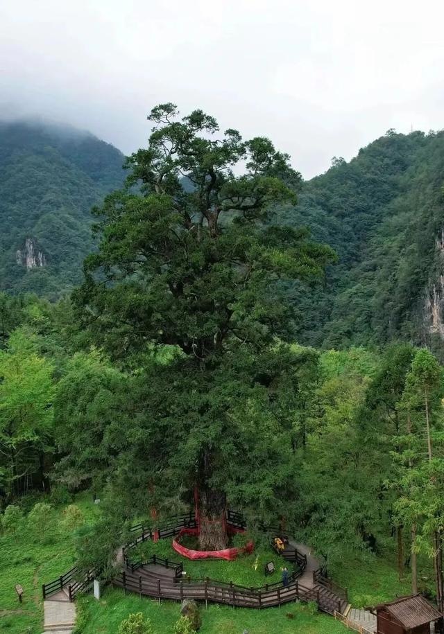 在雨中的神农架，遇见云山雾海、迷雾森林