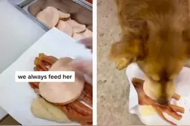 美国一只流浪狗每晚“造访”赛百味 在门口耐心等投喂图片