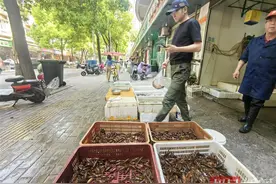本地小龙虾开启集中上市期，最佳吃虾季早早到来图片