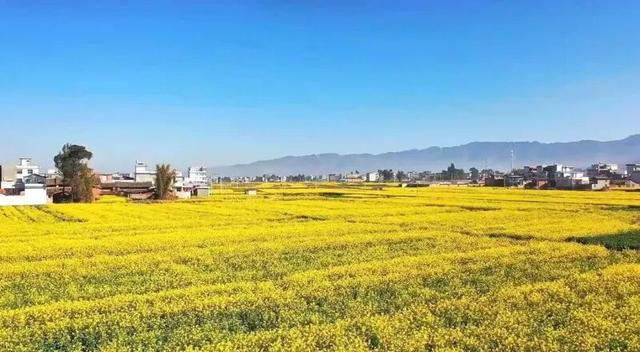 楚雄花开成海！你期盼的春天提前来了