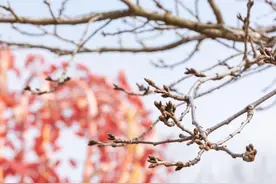 樱花开了吗？探花行动开启！图片