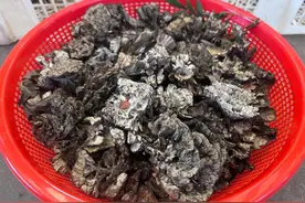 2600元/公斤 头水干巴菌提前亮相昆明市场图片