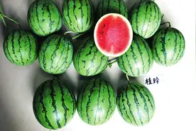 广西科研人员选育一批新品，以科技赋能助力西瓜产业图片