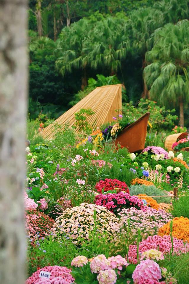 行摄 | 美爆了！秋日花海，限时上映