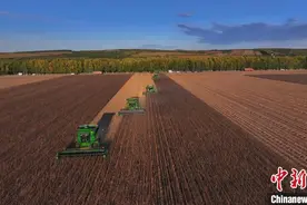 “中国绿色大豆之都”大豆收获全面告捷 最高亩产598.7斤创纪录图片