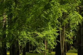 满眼“绿野仙踪”，又见限定版青山湖“抹茶森林”，今年来得更早图片