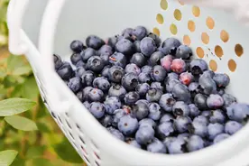 这里的蓝莓成熟了，一直能采摘到8月份图片