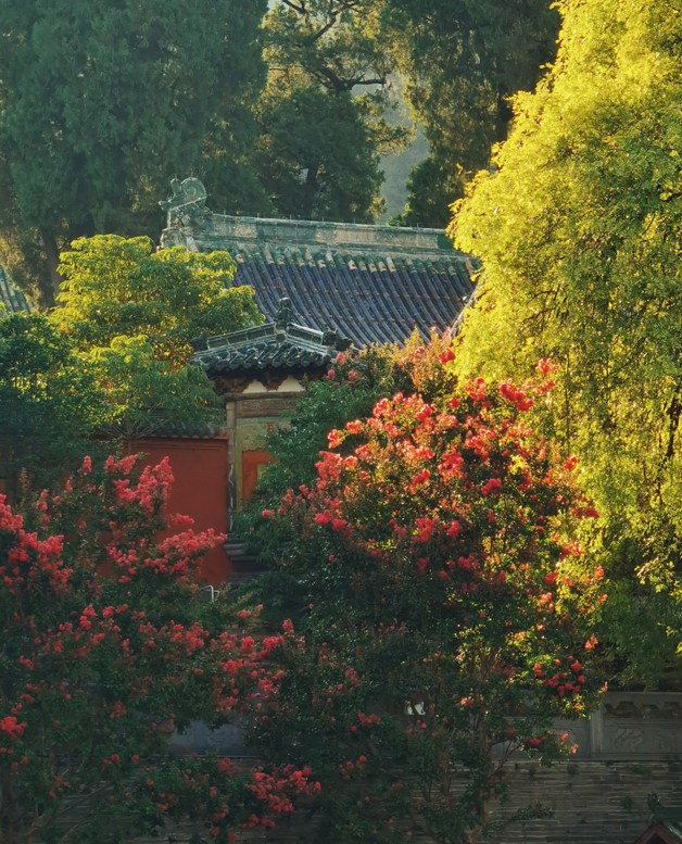 乐游绵阳 清凉一夏 ‖ 立秋已过，平武多了几分“姿色”！云海、花海、森林与田园的诗意交响~