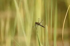 濒危等级比大熊猫还高！北京发现世界极危物种图片