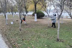 防虫抗寒好过冬！荆州近万棵树木“穿新衣”图片