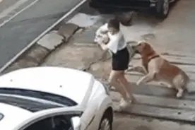画面惊险！金毛犬当街扑倒女子，并撕咬其怀中小狗！主人高声呼救图片
