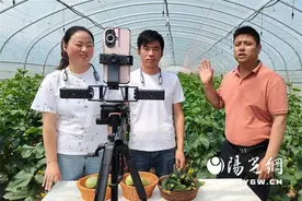 印台区：大力发展蔬菜种植 拓宽富农强村路图片