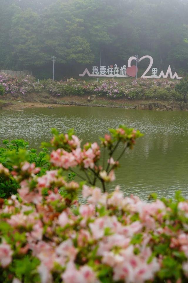 开了！开了！福州开了成片杜鹃花海！快上鼓岭