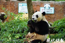 看扬州动物园萌兽花式过端午，它们也吃上了“粽子大餐”图片