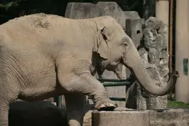 象腿有多粗？3D建模测量给出答案！图片