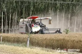 新疆投入1.34万台联合收割机参与夏收图片