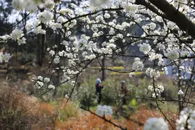 施秉甘溪乡：农文旅融合赋能乡村振兴图片