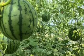 镇平：小西瓜“抢鲜”上市 开启夏日吃瓜模式图片