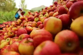 苹果打蜡吃了会危害健康？关于水果的这些谣言，你信了几条？图片