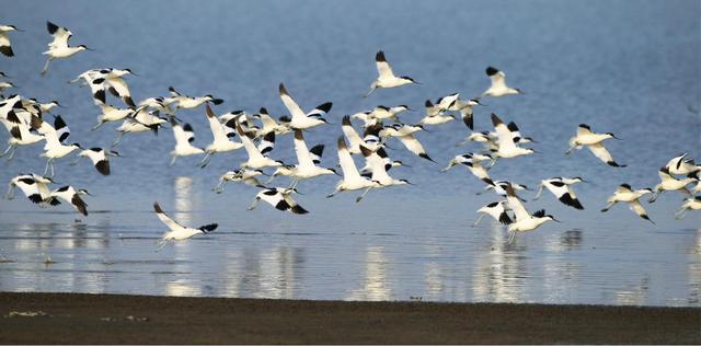 鄱阳湖进入观鸟季，邀你感受万鸟齐飞的壮阔