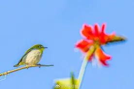 美！鸟儿与红花同框把春意拉满了图片